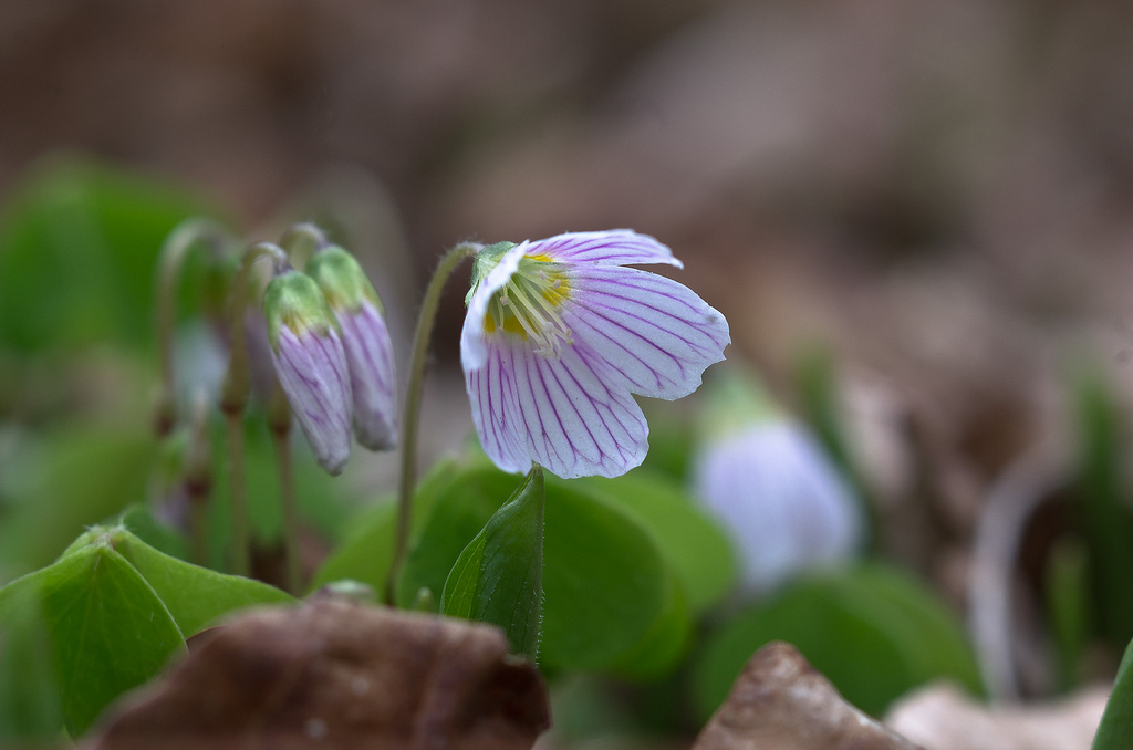 Oxalis acetosella (door Rense Haveman)