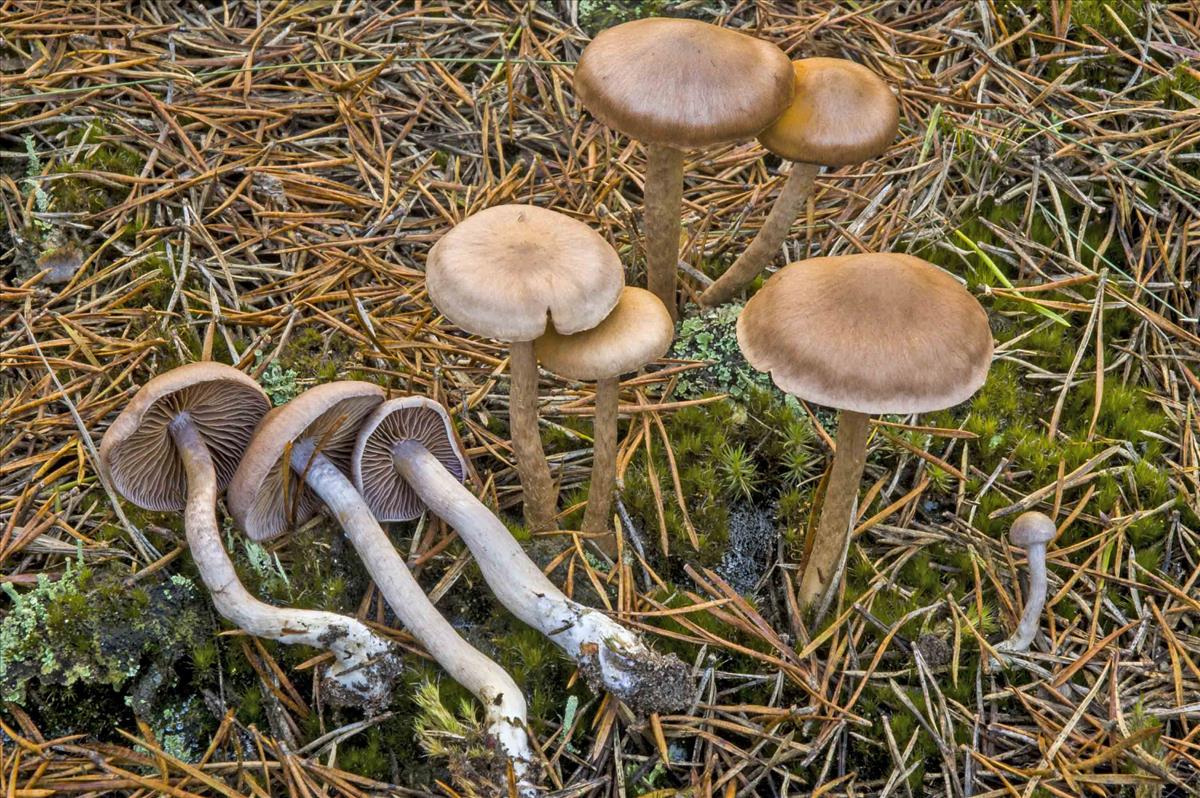 Cortinarius anomalellus (door Nico Dam)