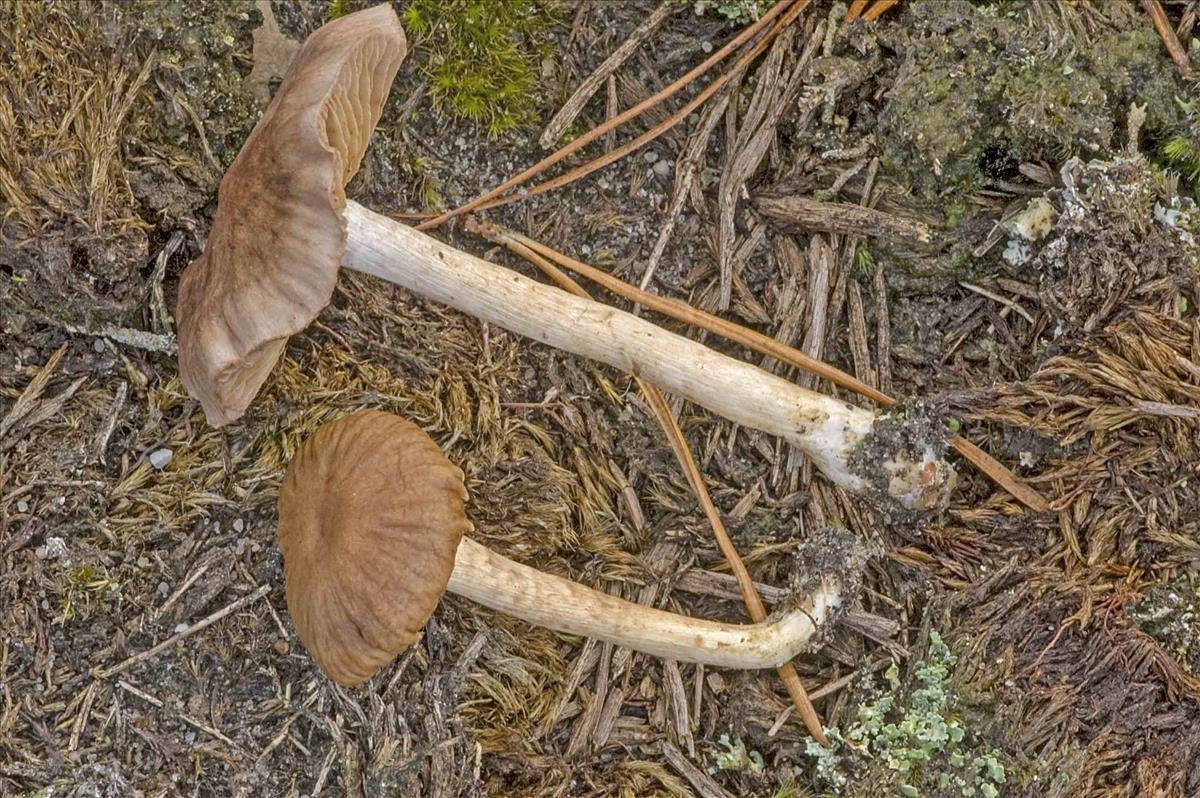 Cortinarius anomalellus (door Nico Dam)
