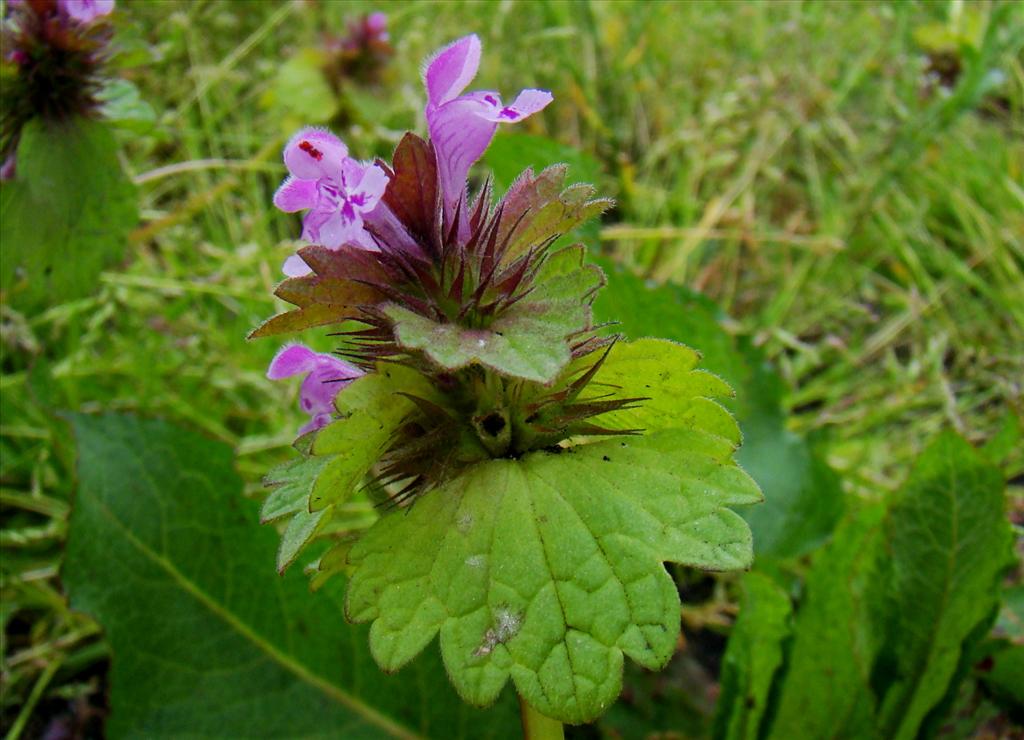 Lamium confertum (door Joop Verburg)