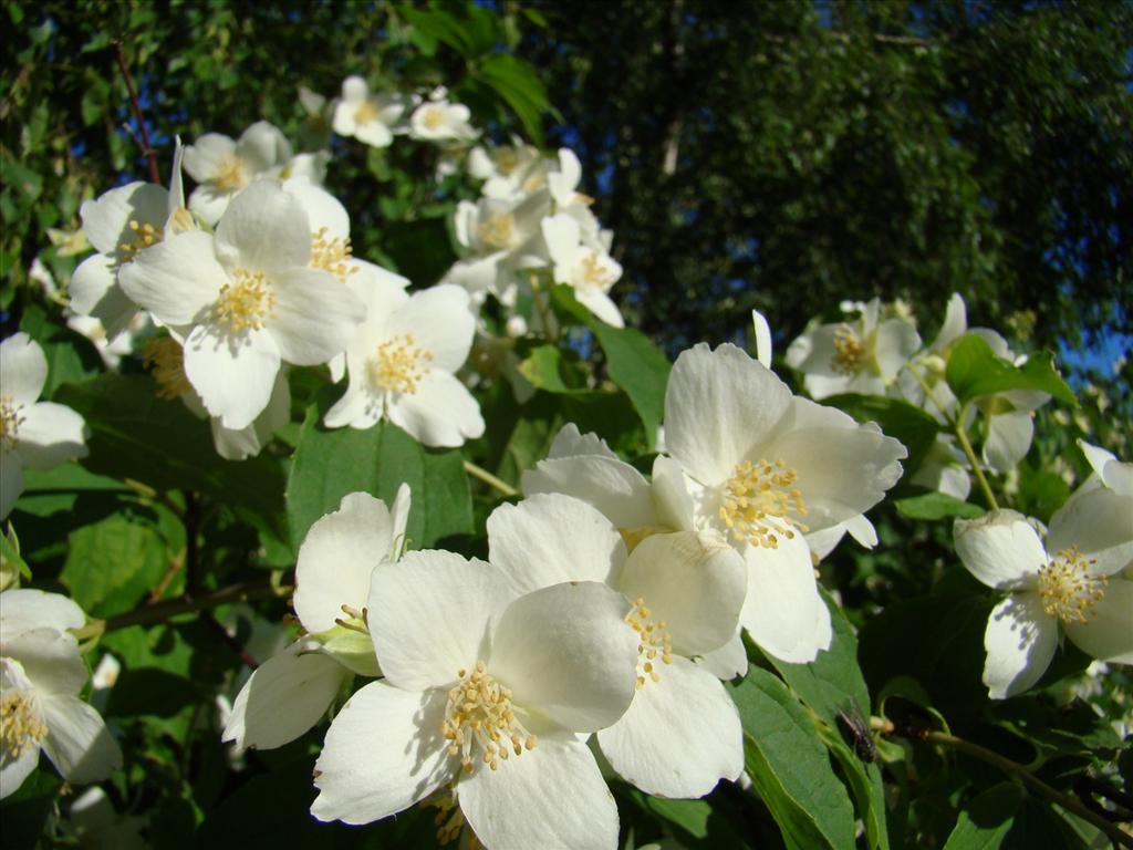 Philadelphus coronarius (door Joop Verburg)