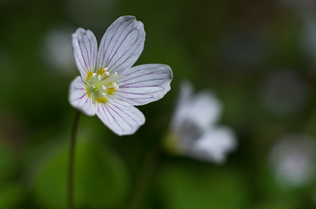 Oxalis acetosella (door Rense Haveman)