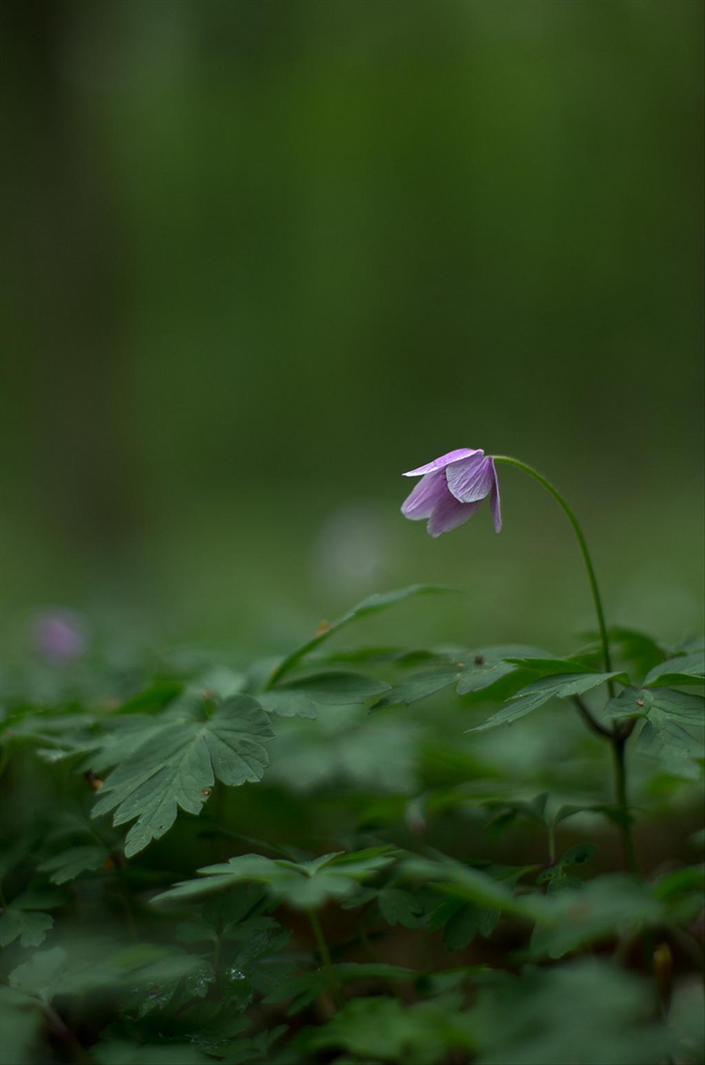 Anemone nemorosa (door Rense Haveman)