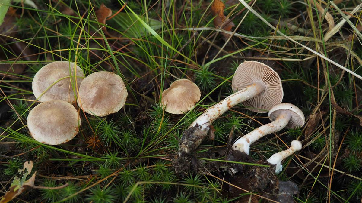 Cortinarius spilomeus (door Inge Somhorst)