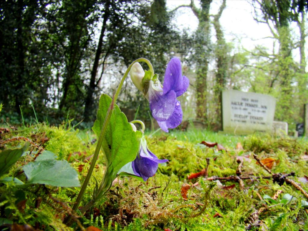 Viola riviniana (door Joop Verburg)