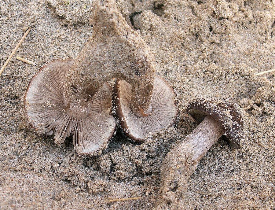 Melanoleuca cinereifolia (door Paul Coenen)