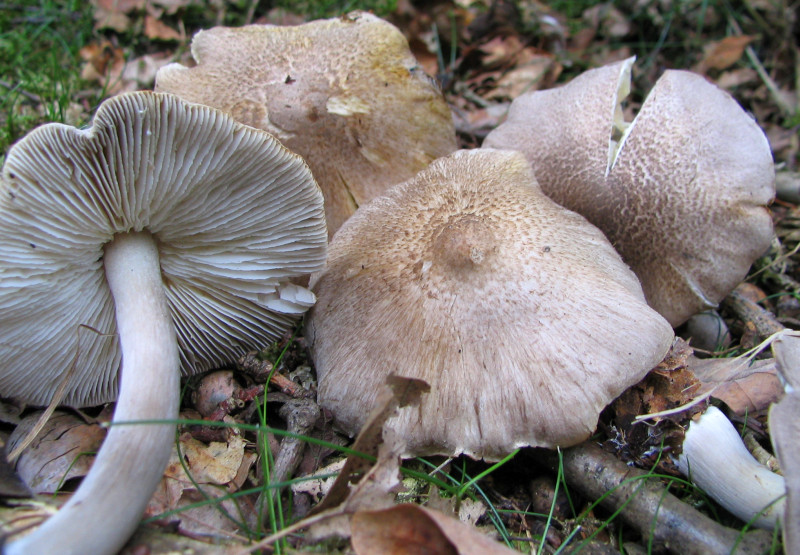 Tricholoma scalpturatum (door Paul Coenen)