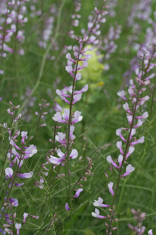 Vicia tenuifolia subsp. dalmatica (door Rutger Barendse)