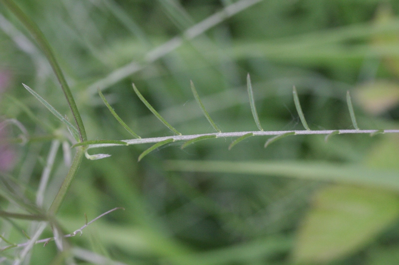 Vicia tenuifolia subsp. dalmatica (door Rutger Barendse)