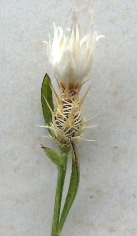 Centaurea diffusa (door Reinder de Boer)