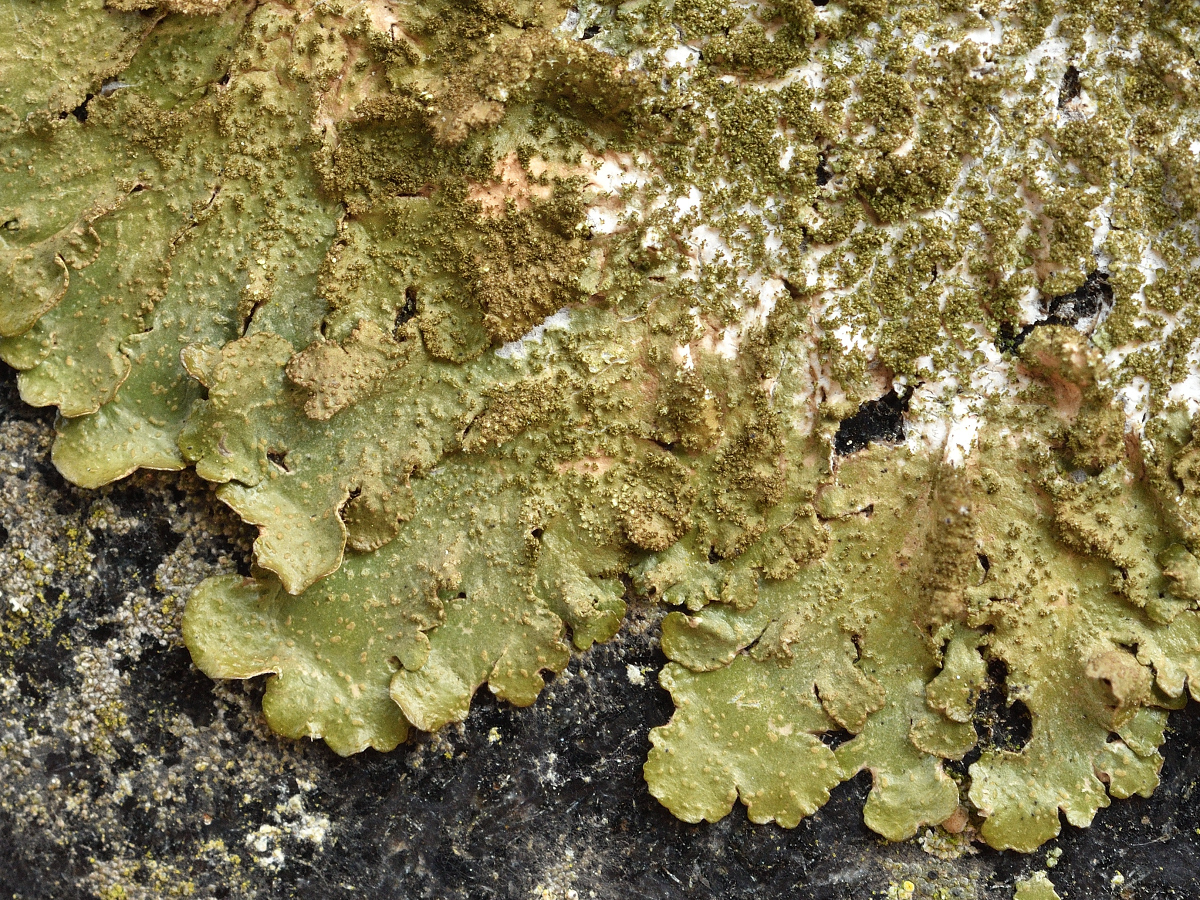 Melanelixia subaurifera (door Jan Freijer)