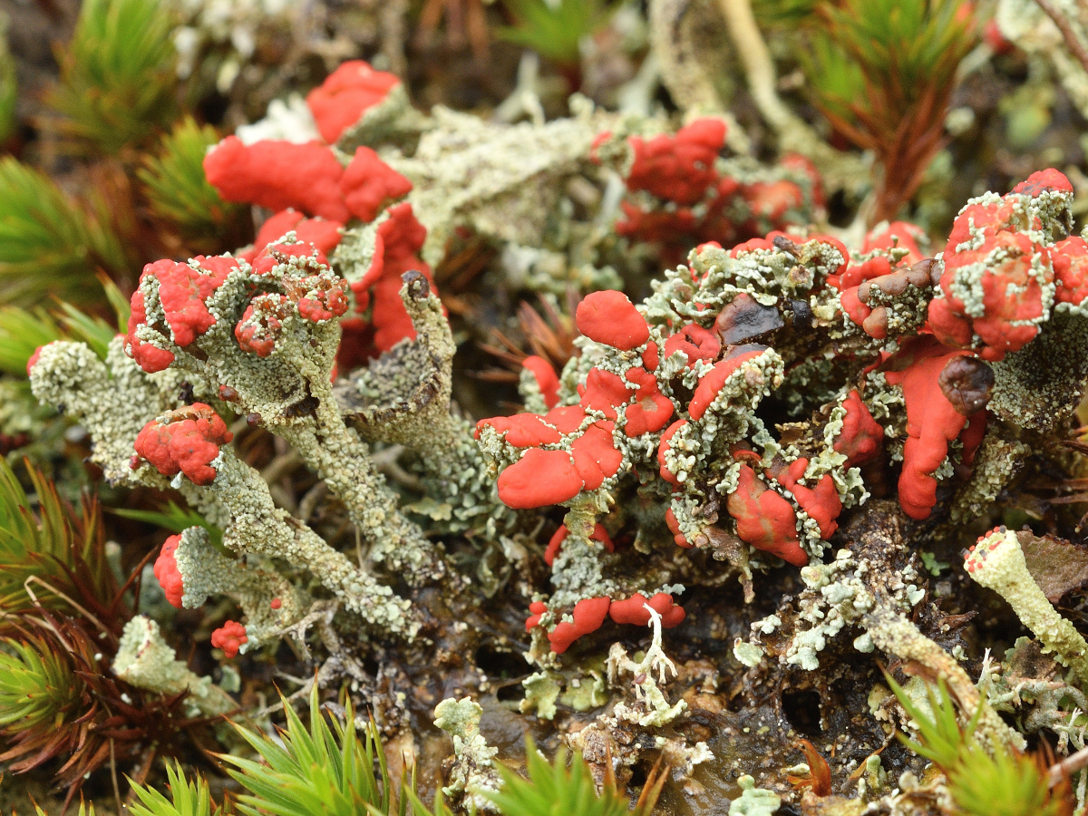 Cladonia coccifera (door Jan Freijer)