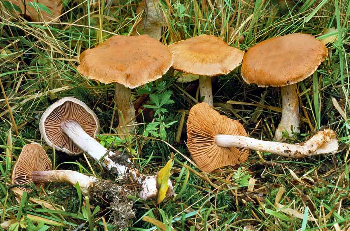 Cortinarius simulatus (door André de Haan)