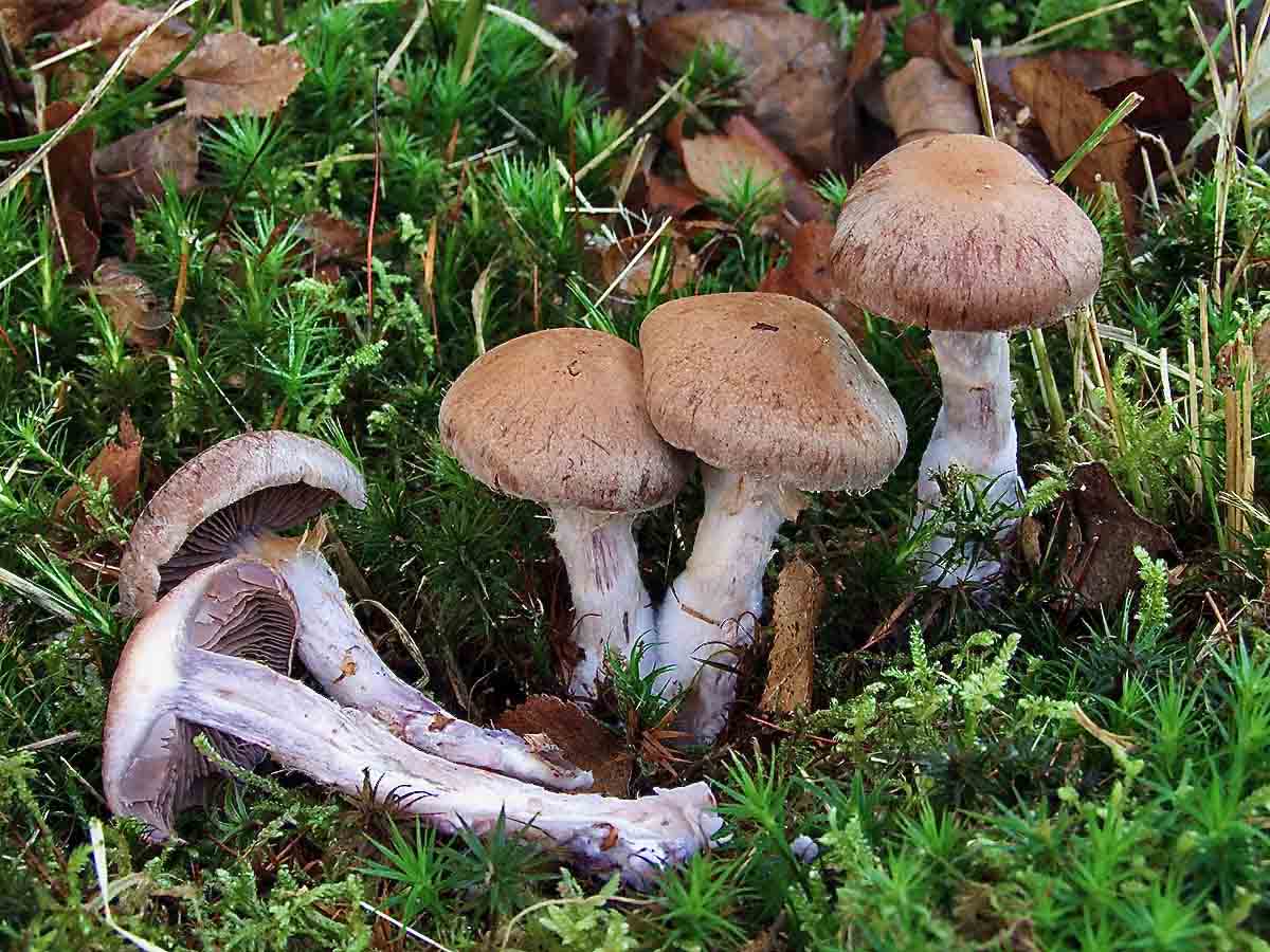 Cortinarius simulatus (door Peter Verstraeten)