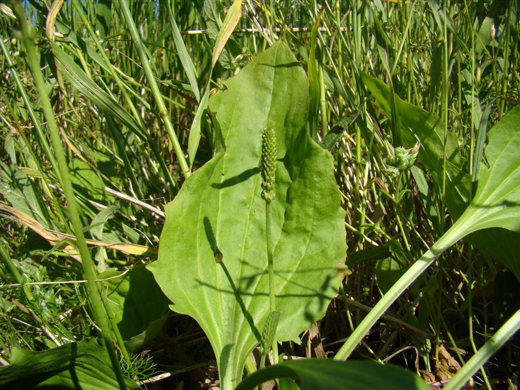 Plantago major subsp. intermedia (door Joop Verburg)