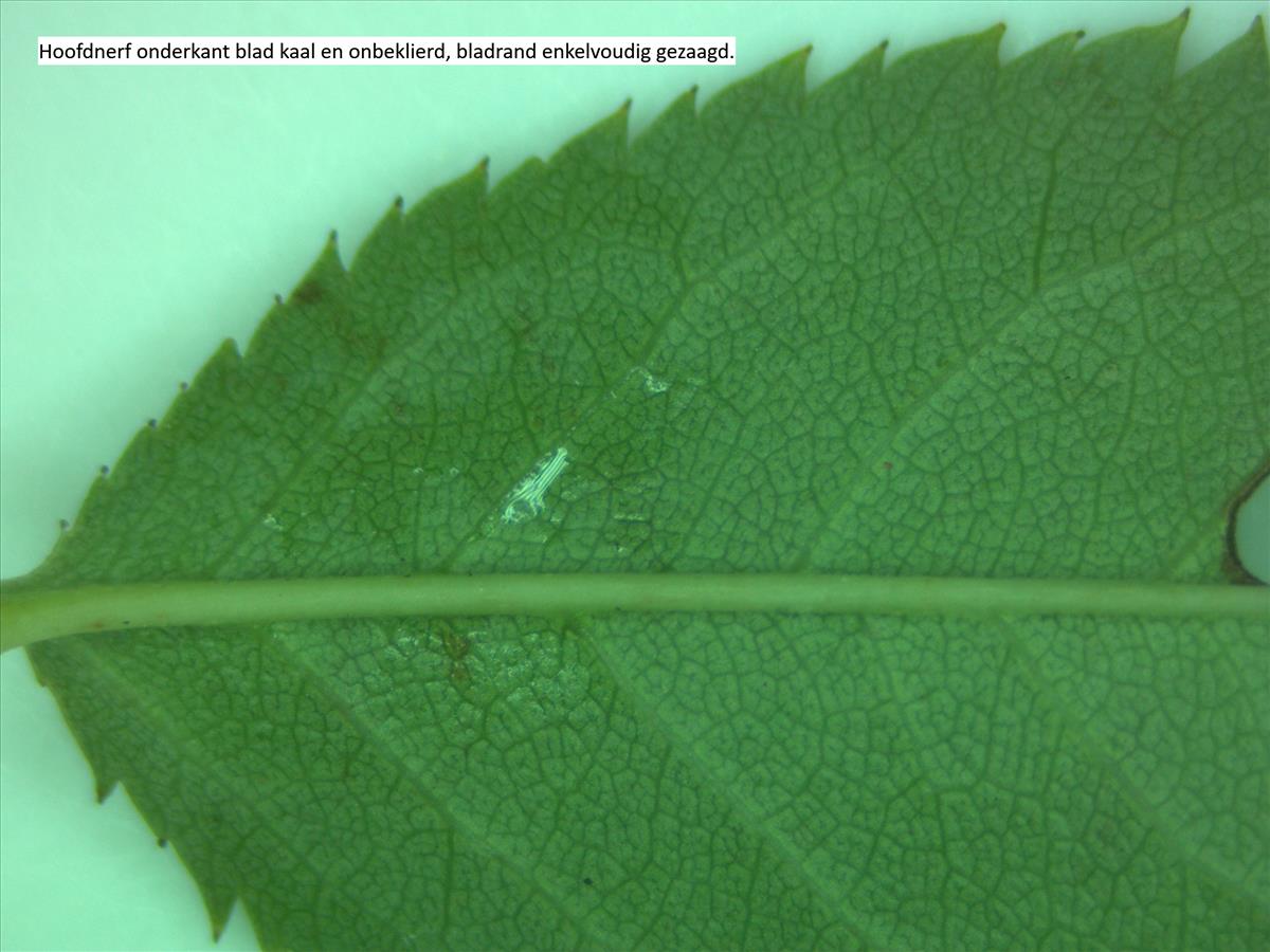 Rosa canina (door Jan Klinckenberg)