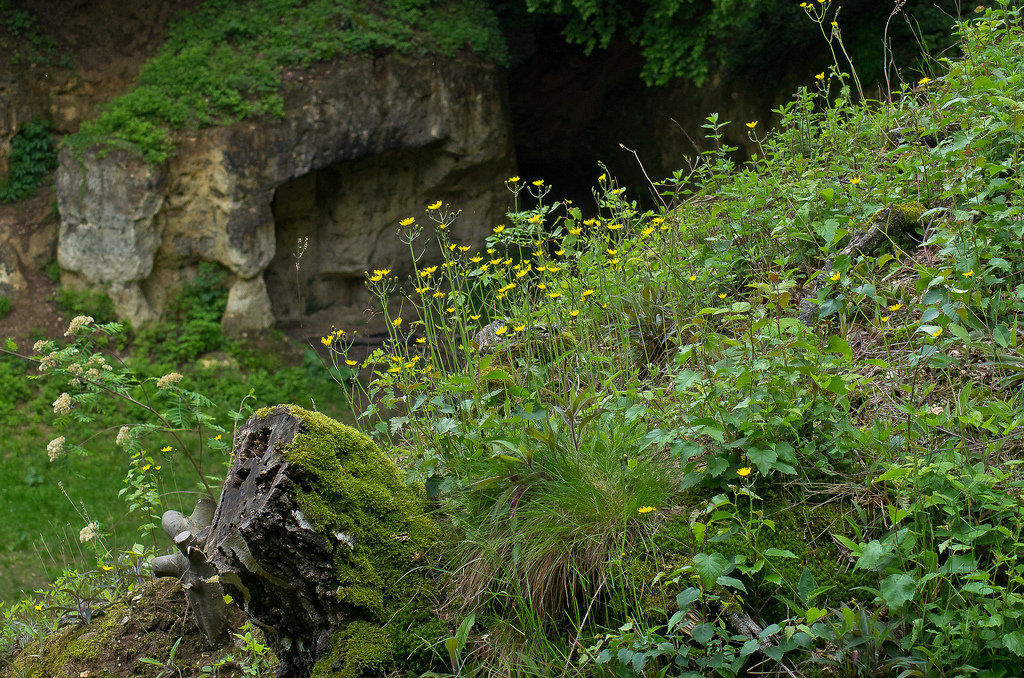 Hieracium sect. Hieracium (door Rense Haveman)