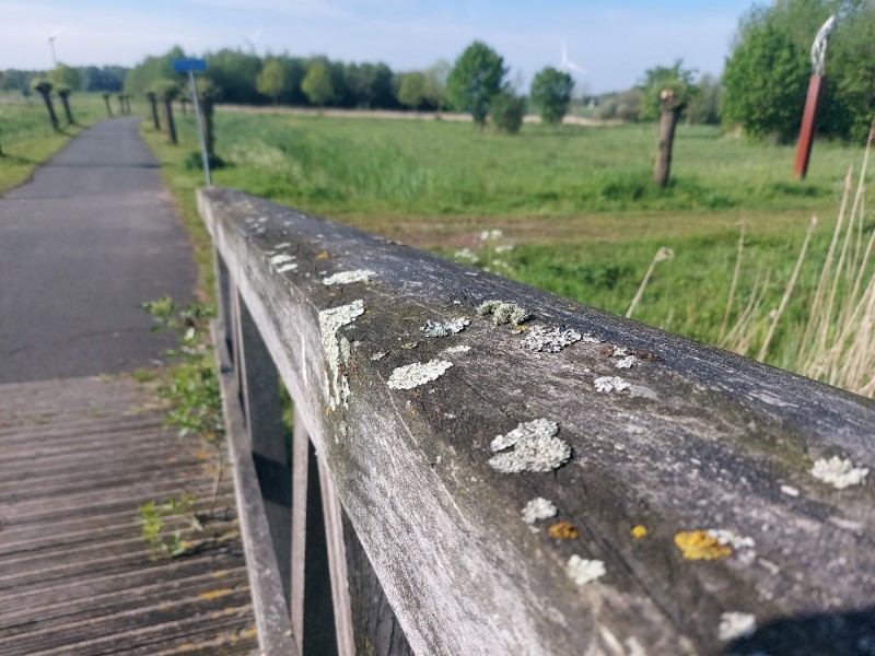 Usnea flavocardia (door Lukas Verboom)