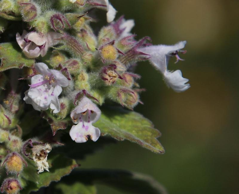 Nepeta cataria (door Maarten Langbroek)