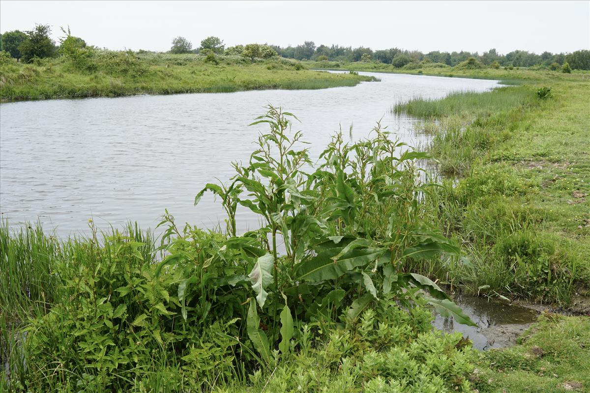 Rumex hydrolapathum (door Jetske Metzlar)