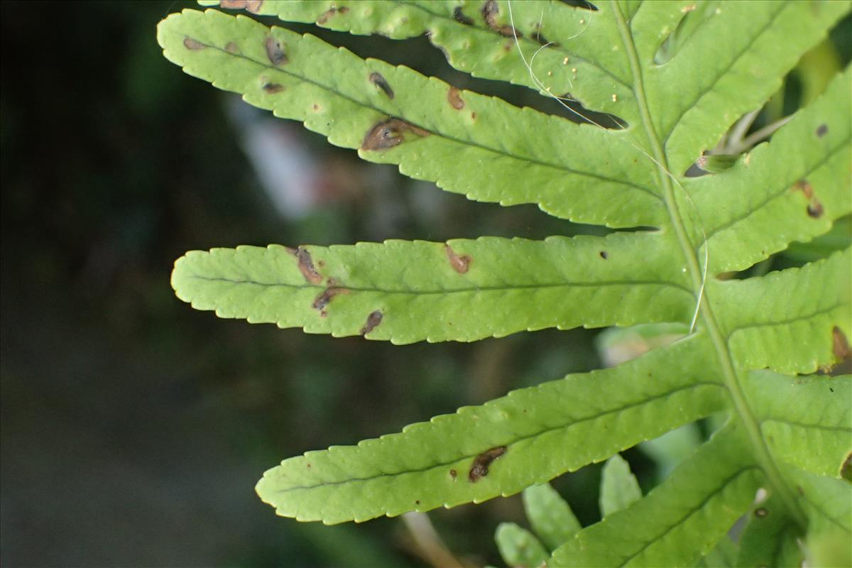 Polypodium cambricum (door Stef van Walsum)