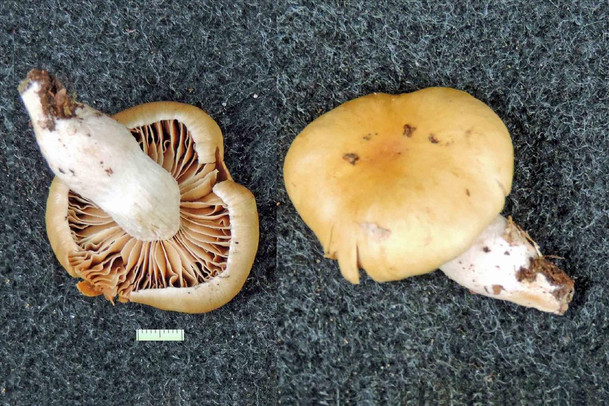 Cortinarius dischroipes (door Jaap Wisman)