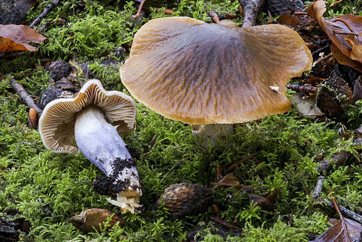 Cortinarius dischroipes (door Bert Tolsma)