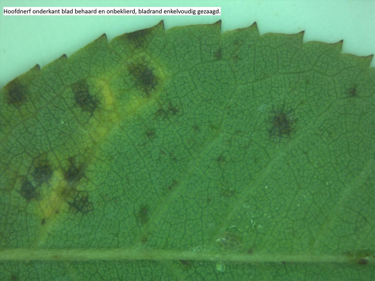 Rosa x semiglabra (door Jan Klinckenberg)