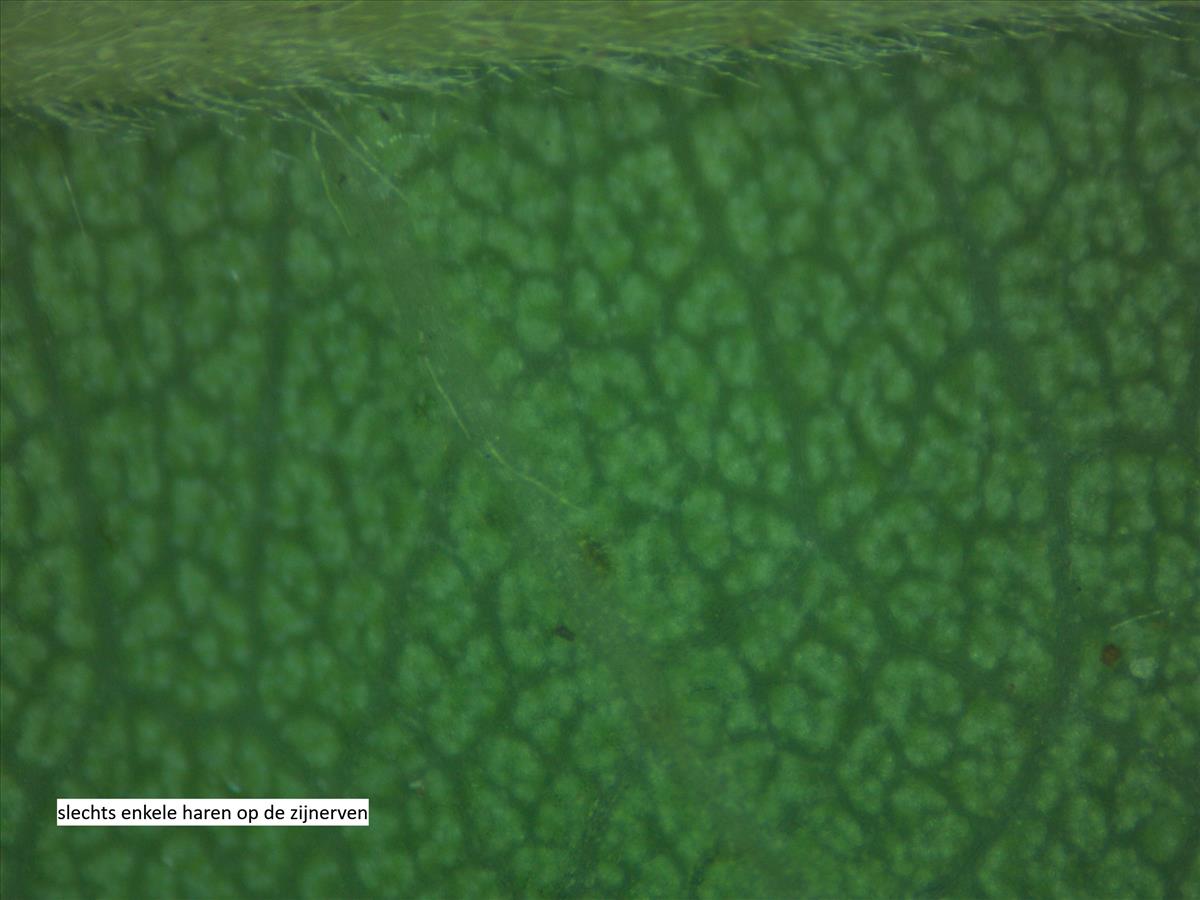 Rosa x semiglabra (door Jan Klinckenberg)