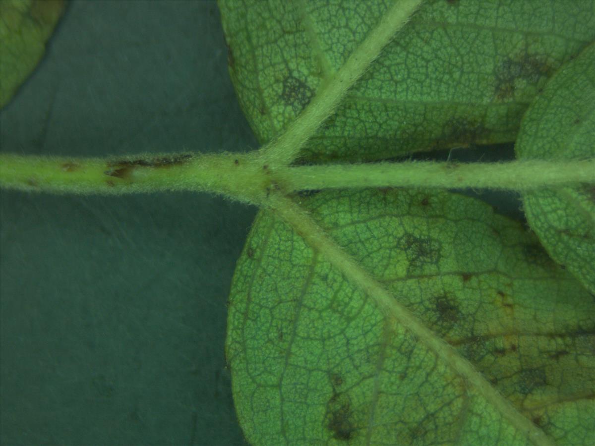 Rosa x semiglabra (door Jan Klinckenberg)