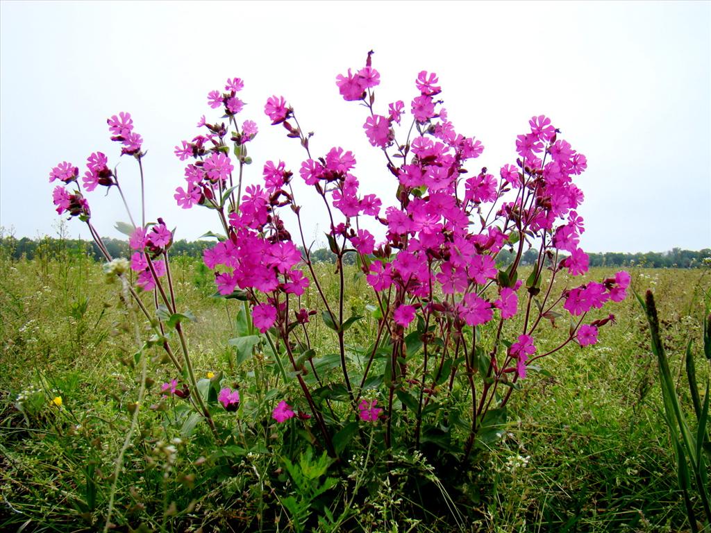 Silene dioica (door Joop Verburg)