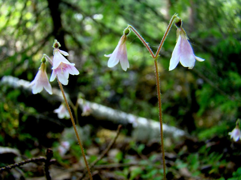 Linnaea borealis (door Joop Verburg)