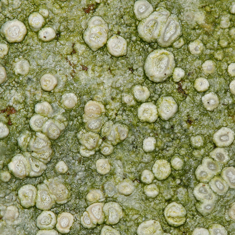 Ochrolechia parella (door Arnold Wijker)