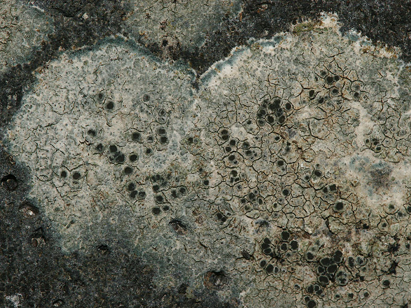 Lecanora helicopis (door Arnold Wijker)