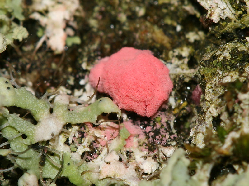 Illosporiopsis christiansenii (door Arnold Wijker)