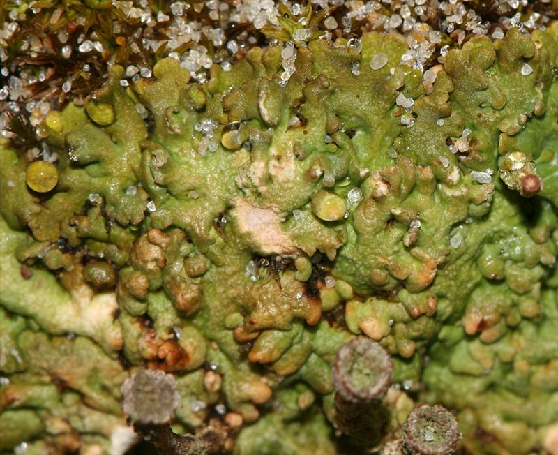 Cladonia pocillum (door Arnold Wijker)