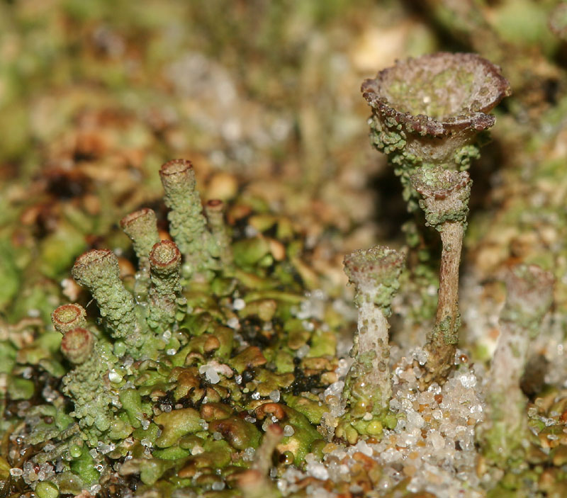 Cladonia pocillum (door Arnold Wijker)