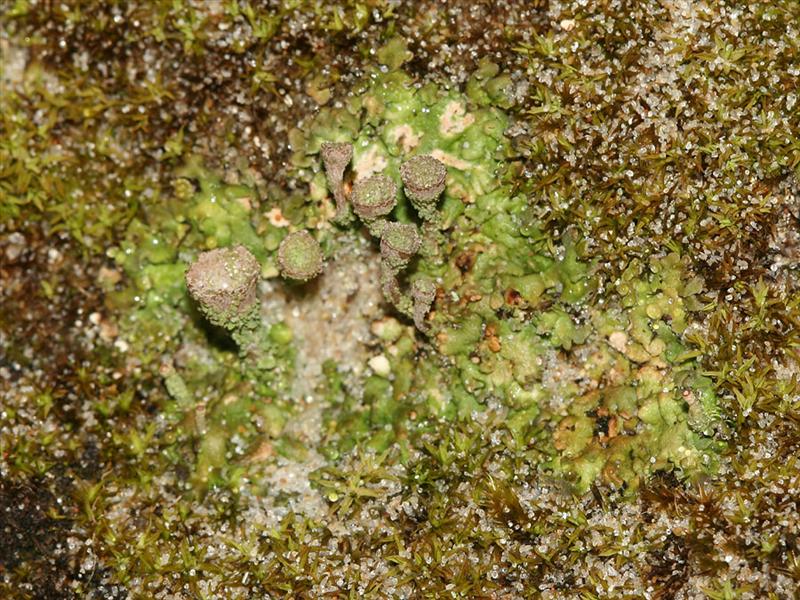 Cladonia pocillum (door Arnold Wijker)