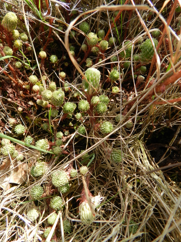 Sedum forsterianum (door Rutger Barendse)