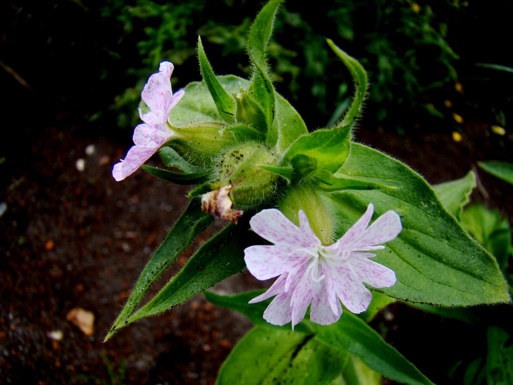 Silene x hampeana (door Joop Verburg)