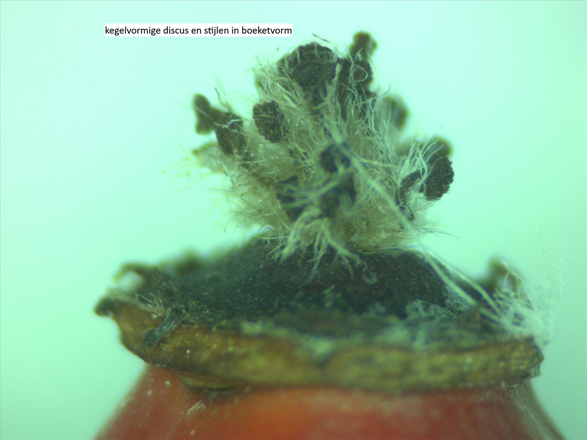 Rosa canina (door Jan Klinckenberg)