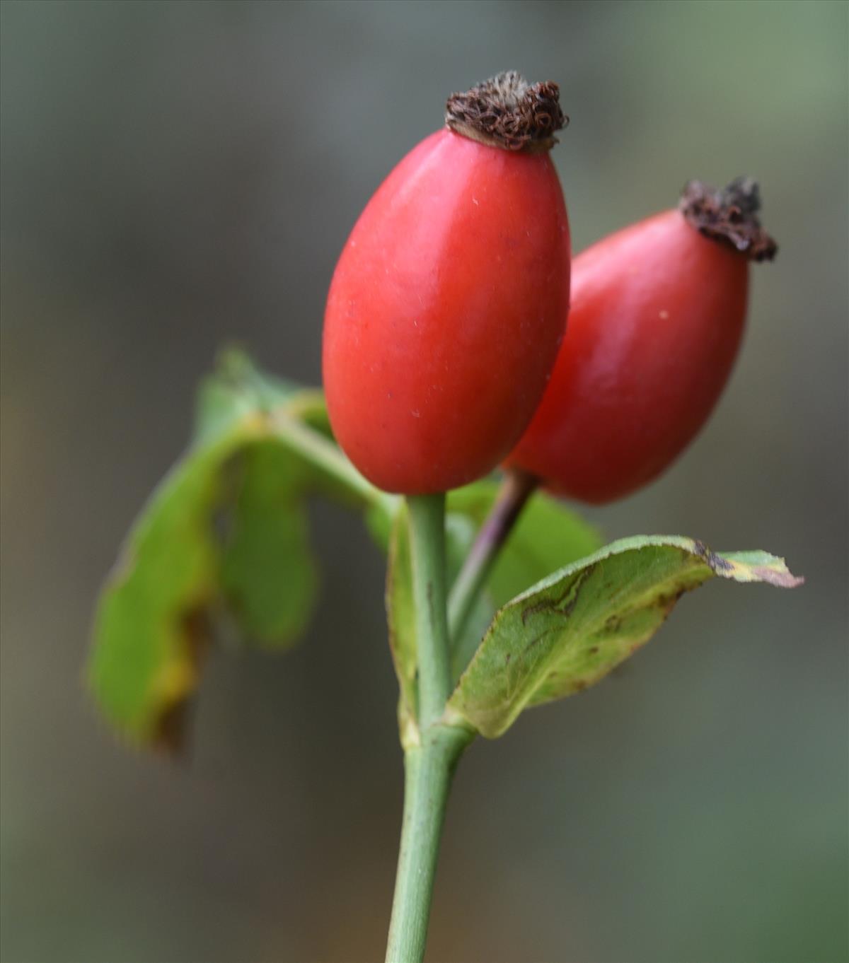 Rosa canina (door Jan Klinckenberg)