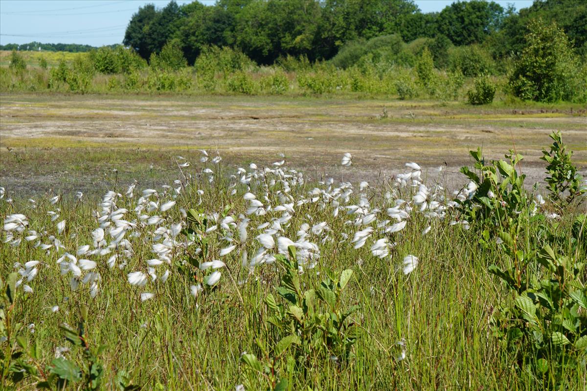 Eriophorum angustifolium (door Jetske Metzlar)