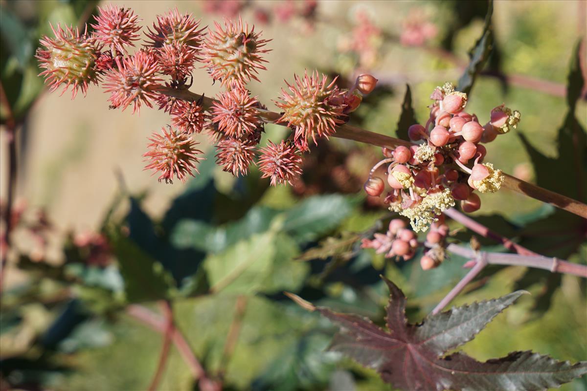 Ricinus communis (door Jetske Metzlar)