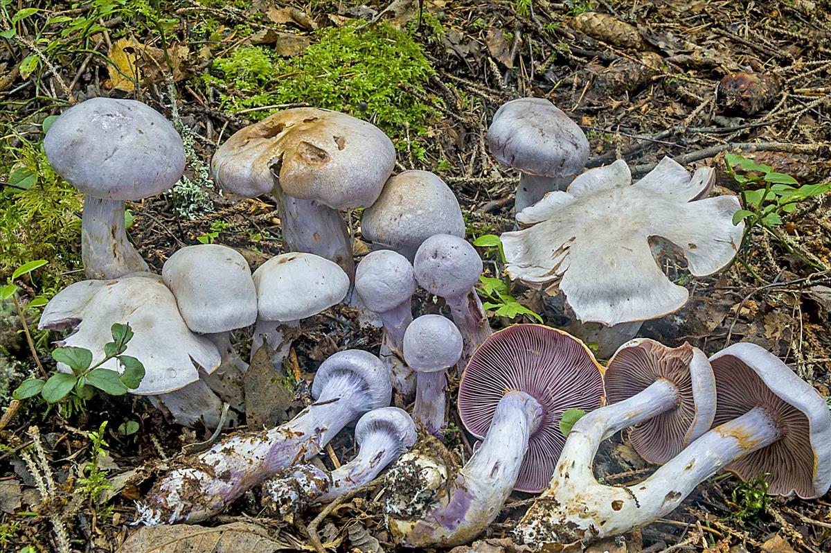 Cortinarius camphoratus (door Nico Dam)