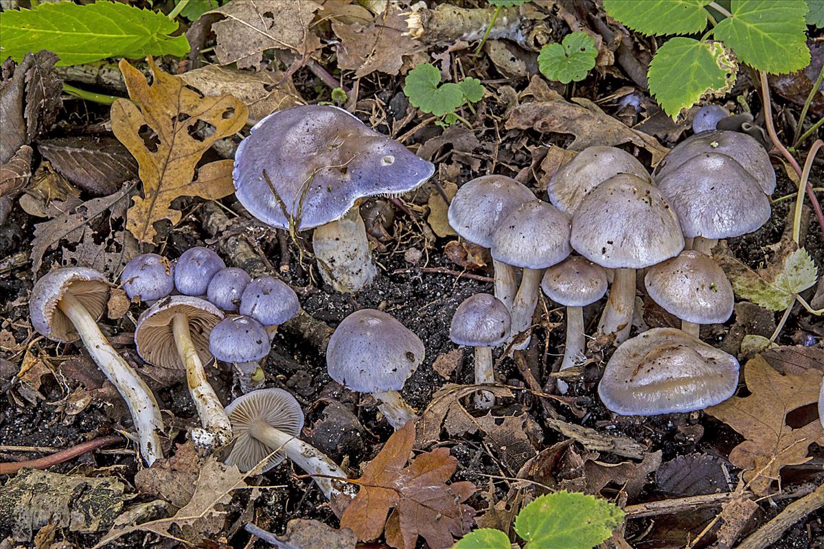 Cortinarius croceocoeruleus (door Nico Dam)