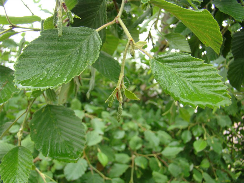 Alnus incana (door Joop Verburg)