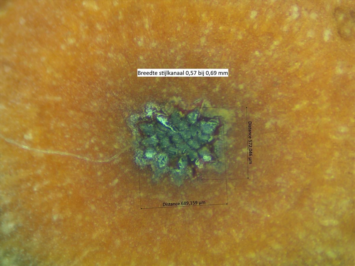 Rosa canina (door Jan Klinckenberg)