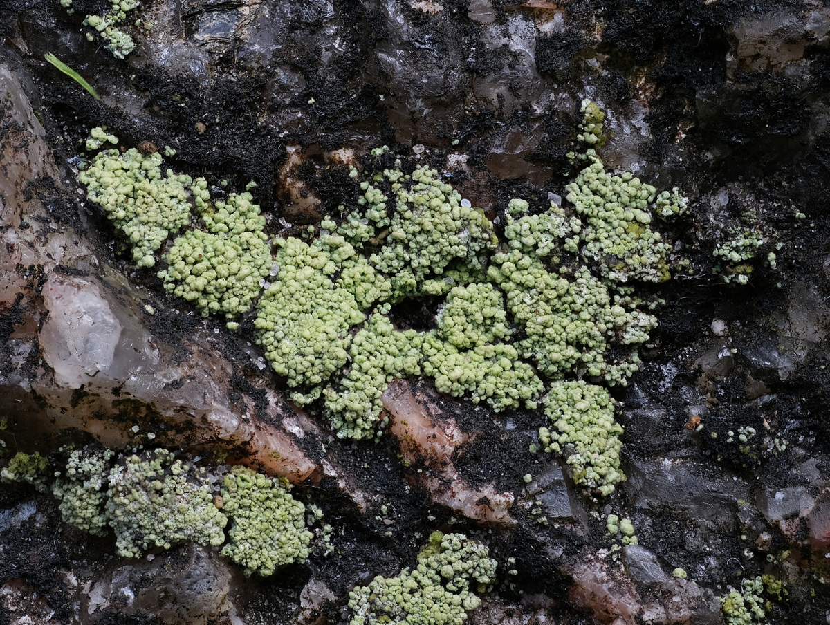 Lecanora frustulosa (door Hans Toetenel)