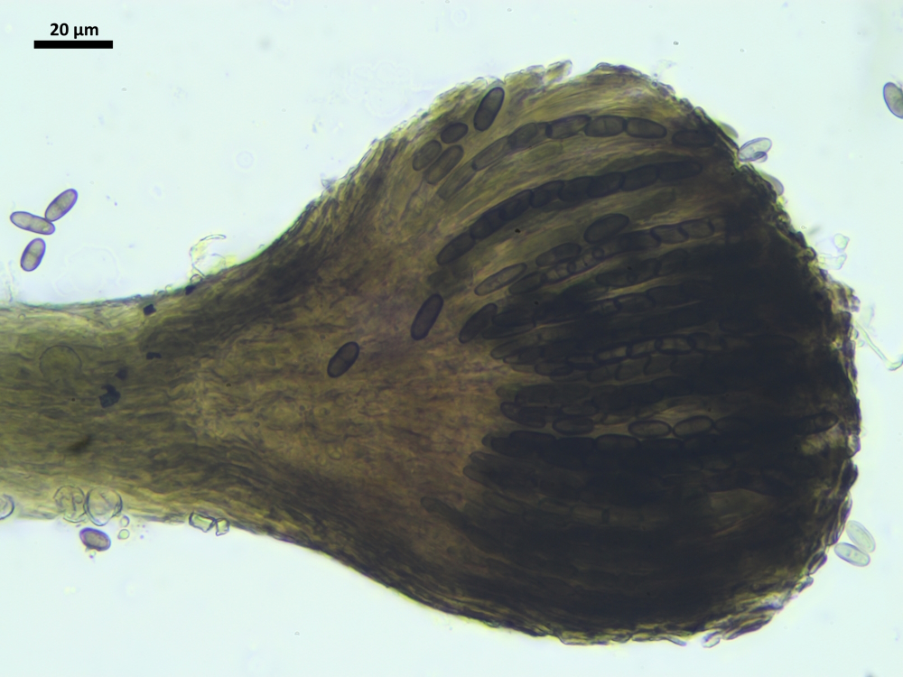 Phaeocalicium populneum (door Henk-Jan van der Kolk)